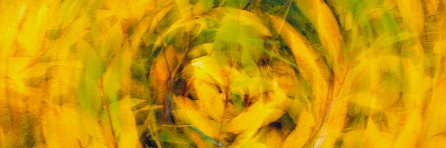 pexels-eugene-golovesov-1810803-13798649 meditacion en movimiento ser sostenible