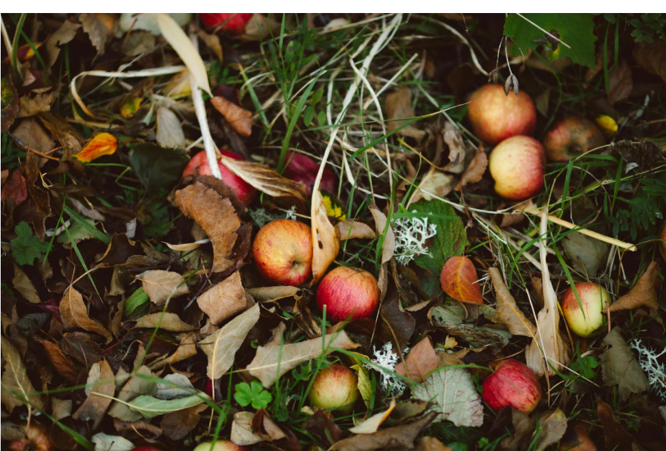 Compostaje empresas ser sostenible Compostaje, del residuo al recurso